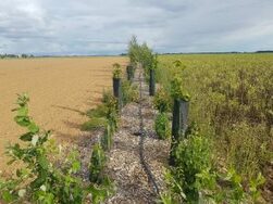 Commune agricole